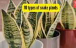 10 types of snake plants.jpg