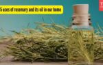 5 uses of rosemary
