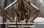 can extreme winter really cause trees to 39explode39