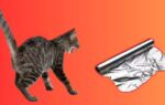 Cats and alumnium foil.jpg