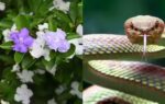 does raat rani really attract snakes into your home gardens