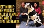 great dane