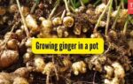 growing ginger in a pot