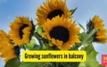 Growing sunflowers in balcony.jpg