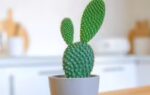 how to grow and care for a bunny ear cactus at home