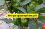 how to grow capsicum in your home garden
