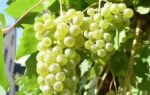 how to grow grapes at home expert tips for sweet and luscious fruit