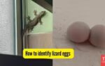 how to identify lizard eggs