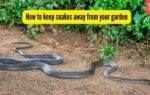 how to keep snakes away from your garden