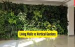 Living walls vs vertical gardens.jpg