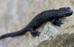meet the alpine salamander natures record holder for longest pregnancy image source wikipedia