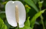 peace lily benefits how this elegant plant cleans air and calms your mind