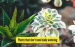 Plants that dont need daily watering.jpg