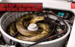 snake inside washing machine