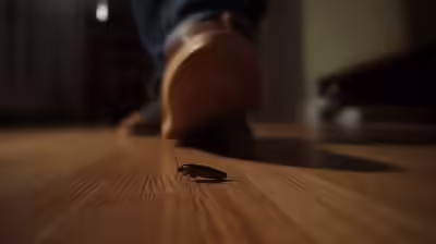 squashing a cockroach in your home can be dangerous know the reason