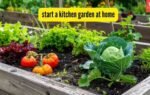 start a kitchen garden at home