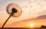 think dandelions are pointless health benefits of dandelion you probably didnt know about