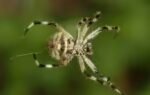 this tiny madagascar spider spins silk 10 times stronger than steel and scientists are stunned