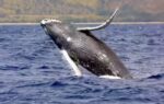 40 ton humpback whales travel 5000 miles each year performing epic jumps and jaw dropping shows