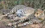 cheetah cubs