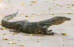 monitor lizards