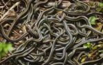 narcisse snake dens