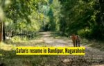 safaris resume in bandipur nagarahole