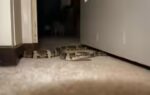 snakes hiding spots in homes