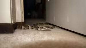 snakes hiding spots in homes