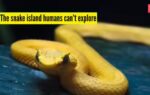 the snake island humans cant explore