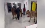 the video of two cows inside a new house in texas on the occasion of housewarming went viral