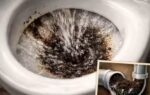 think flushing coffee grounds is safe heres why experts say it might be risky for your pipes