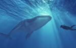 viral whale video sparks safety alert oman authorities say this could be deadly