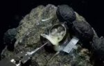 6200 meters under the pacific ocean scientists open black eggs and make a shocking discovery