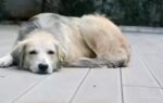 7 signs every dog owner should know that their pet is dying