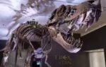 are dinosaurs younger than we thought crocodile study challenges long held age estimates
