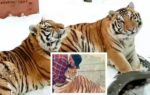 canada man has been asked to relocate his one year old tigers from residential area
