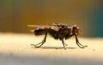 get rid of flies instantly with this simple kitchen hack