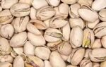 grow a pistachio plant at home the right way to build your own mini garden