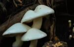 grow fresh mushrooms in plastic bags 5 easy steps for year round organic goodness at home