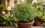 how to care for a tulsi plant and stop leaves from turning yellow