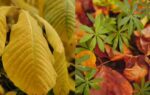 how to fix yellow leaves and make your plants green again