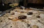 how to get rid of cockroaches from your kitchen for just rs 10