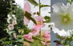 how to grow hollyhock flowers at home and achieve a vibrant summer garden