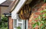 identify honey bee nest around home ai image generated via google gemini