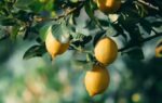 lemon tree growing but not bearing fruit try these simple tips to fix it
