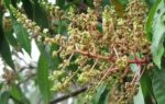 mango tree full of broom like flowers but no fruit heres why its a warning sign