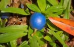 meet the blue quandong tree that grows the worlds only true blue fruit