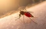 mosquitoes cant stop biting you the shocking reason scientists say youre their favourite