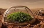 scientists discover a plant that could survive on mars and help create a green planet